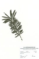 藏品(羅漢松)的圖片